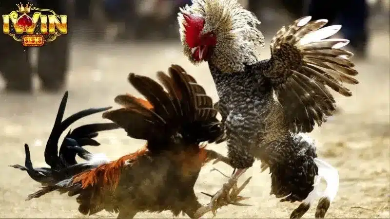 Đa Dạng Trò Chơi Đá Gà